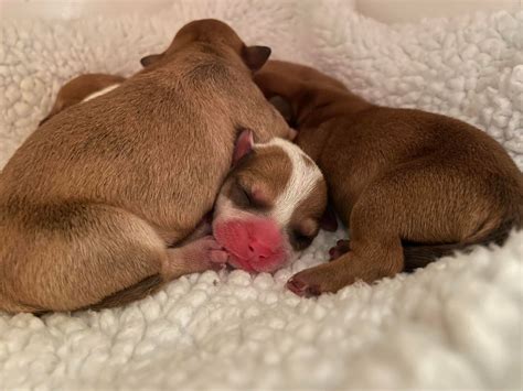 Orange County Animal Services - The cure for the Monday blues? Adorable
