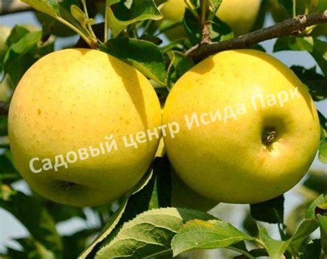 Яблоня Голден Делишес саженцы купить в Москве и Подмосковье в питомнике