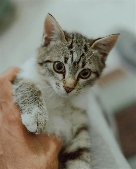 Cute Kitten Photos, Download The BEST Free Cute Kitten Stock Photos