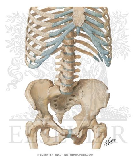 Bony Framework of Abdomen Bony Framework of Abdominopelvic Cavity ...