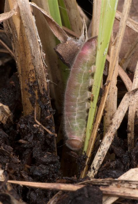 Dusted Skipper - Alabama Butterfly Atlas