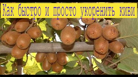 Как быстро и просто укоренить киви Хейворд. - YouTube