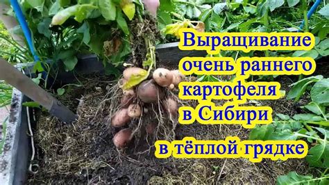 Выращивание очень раннего картофеля в Сибири - YouTube