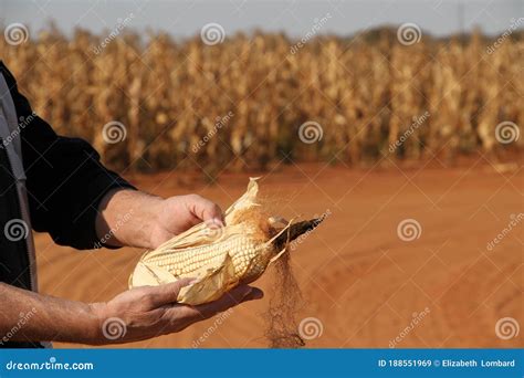 maize farming   northwest  south africa stock image image