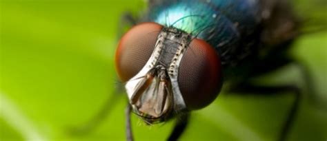 How Long do Flies Live? Lifespan of Different Types of Flies