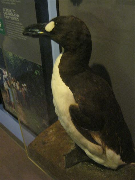 Odd Corners: The Great Auk