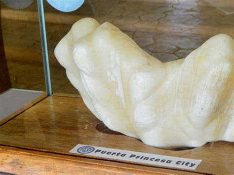 Worlds Largest Pearl