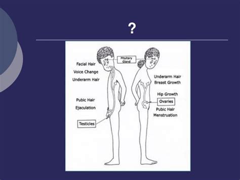 PPT - Pubertet i adolescencija PowerPoint Presentation - ID:4037309
