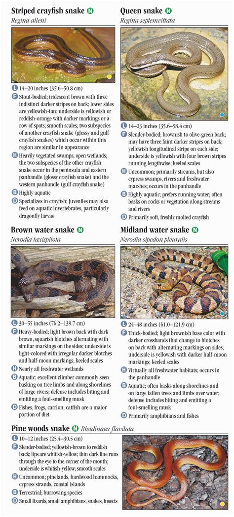 Snakes of North Florida, Including the Panhandle – Quick Reference ...