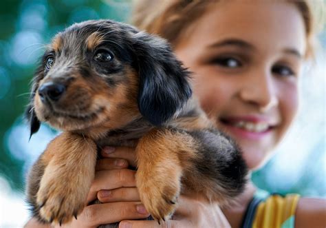 Getting a Pet | Blog | Sea Mountain Insurance