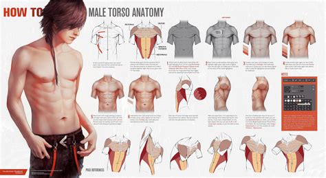 ArtStation - Male Torso Anatomy and Hand References