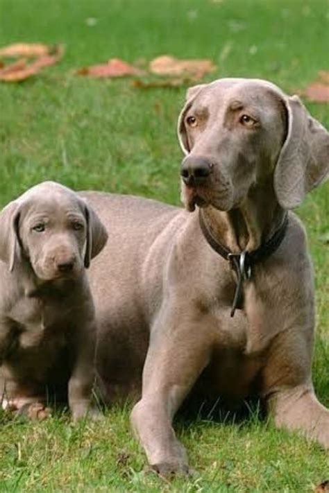 heavenly adorable  cutest dog breeds   leave  eyes wide