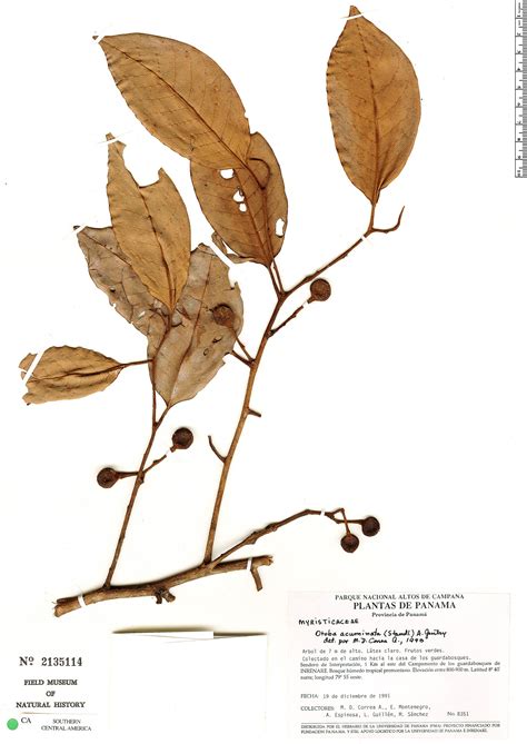 Otoba acuminata | Rapid Reference | The Field Museum