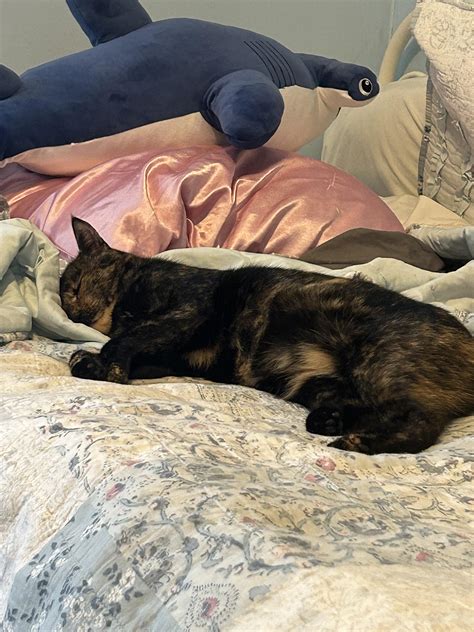 Biscuit is the sleepiest girl and that’s why the whole bed is hers : r