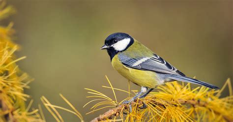 Guide to British tits - Happy Beaks Blog