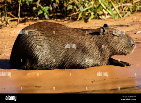 El capibara es el roedor más grande del mundo, y abundan en los ríos y ...