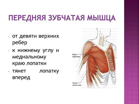 Мышцы туловища и конечностей - презентация онлайн