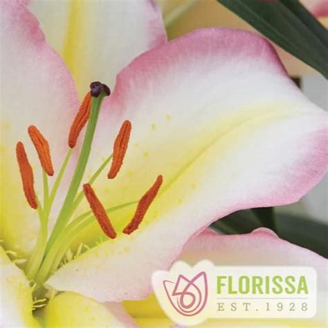 Lilium orientale 'Captain Tricolore' Oriental Lily from Wallish Greenhouses