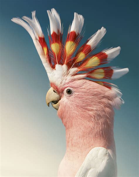 Portraits of rare, endangered birds capture their personalities