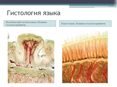 Язык - мышечный орган, относящийся к пищеварительной системе ...