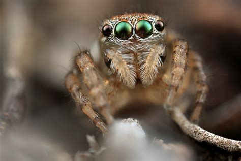 Maratus volans Female & Immature – Ausemade