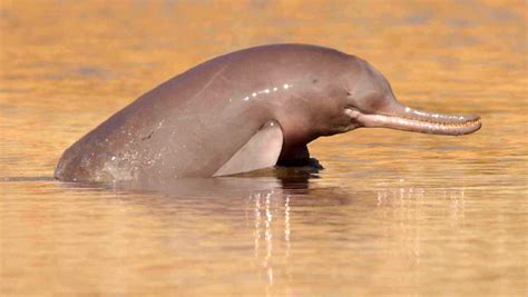 Indus and Ganges River Dolphins are Separate Species, New Study Shows ...