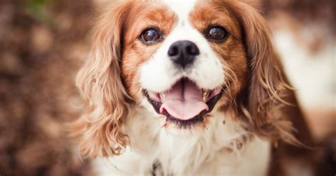 cavalier king charles spaniel dog breed information