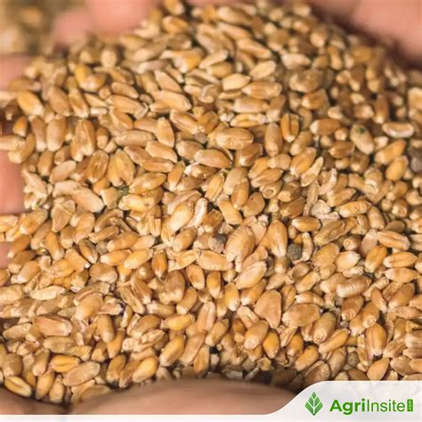 Wheat stock quotes started the year with a decline, but prices remain