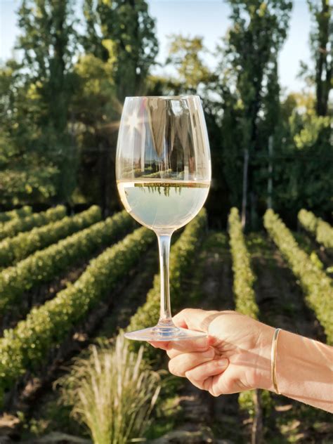 Best Pinot Grigio Wines for Any Budget - Wine with Paige