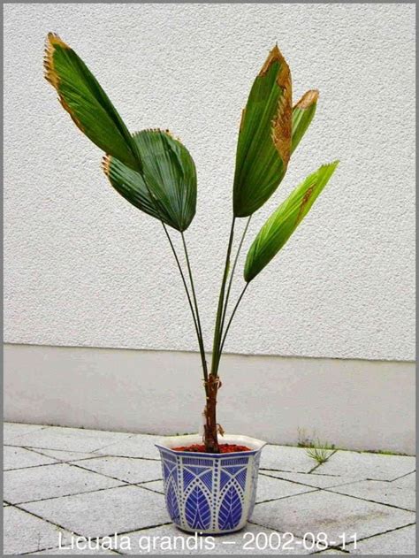 Help reviving indoor Licuala grandis - PALMS IN POTS - PalmTalk