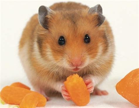 hamsters  australia pets australia