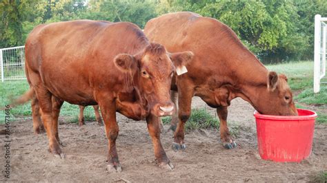 Cows with mineral tub, Red Angus beef cattle Stock Photo | Adobe Stock
