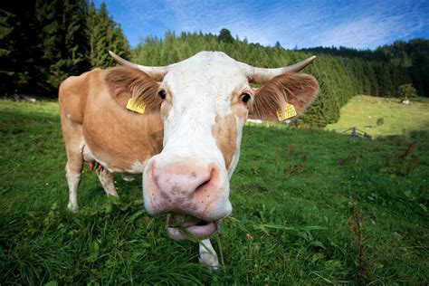 Das richtige Verhalten von Wanderern bei der Begegnung mit Kühen