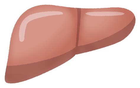 肝臓の無料イラスト | フリーイラスト素材集 ジャパクリップ