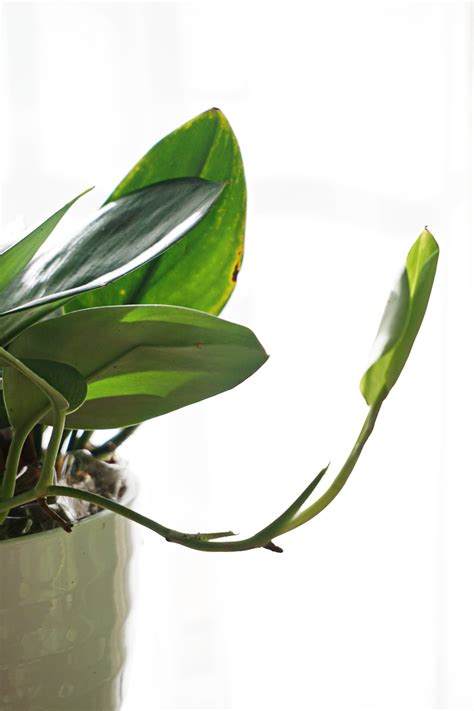 Costa Farms Trending Tropicals | VivaLaVintage - For Your Home