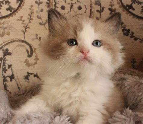 Ragdoll Kittens Denver Colorado - CROHYS