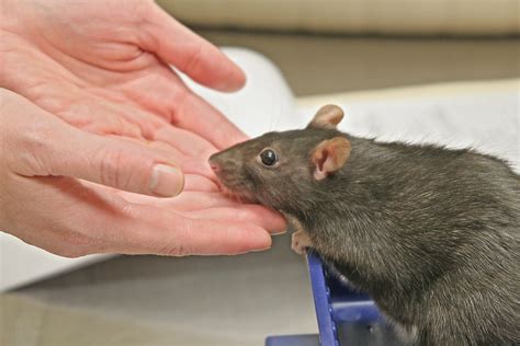 tips for guinea pig aggressive without vet 5