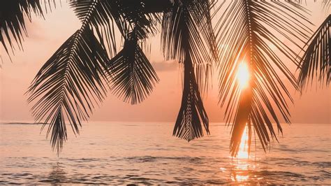 Обои море пальмы - фото и картинки: 56 штук