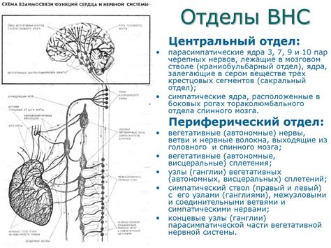 Вегетативная дисфункция у детей и подростков - презентация онлайн