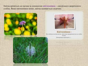 Презентація "Будова квітки"