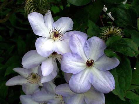 40 Flowers That Start With C (List of Flower Names C)