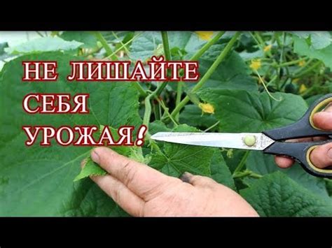 НЕ ДОПУСКАЙТЕ ЭТУ ОШИБКУ ПРИ ФОРМИРОВАНИИ ОГУРЦОВ! НЕ ЛИШАЙТЕ СЕБЯ ...