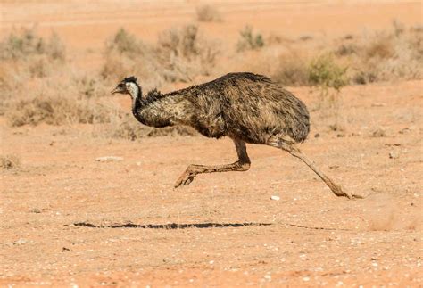 Who would win in a fight between an emu and a cassowary? One has a ...