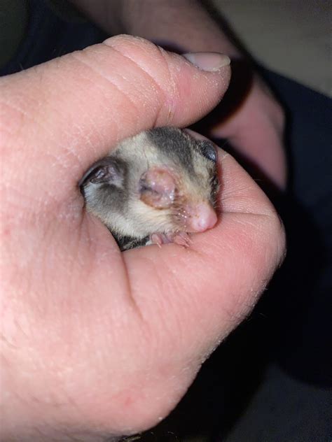 Ok now I need help. Took sugar glider Joey to very. He cleaned the eye ...