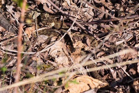 Common Eurpean Adder (Vipera berus) in the wild, in The Netherlands