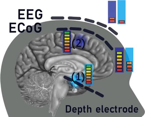schematic overview   study deep  superficial  located