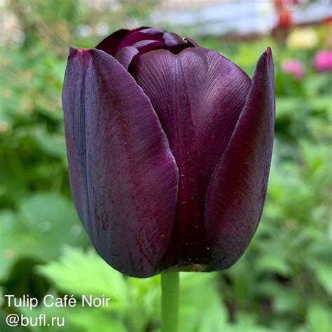 Tulip Café Noir авторское фото BUFL.RU | Тюльпаны, Луковичные растения ...