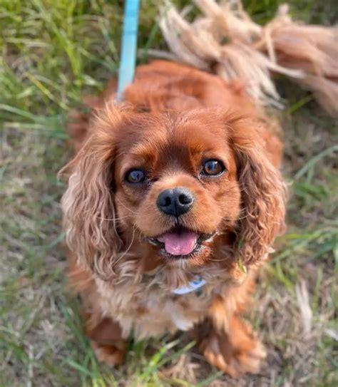 The 15 Most Popular Toy Dog Breeds - ilovedogscute.com