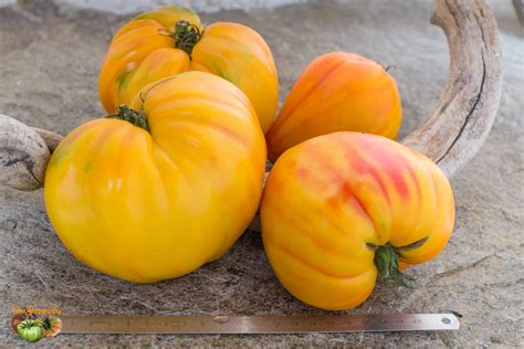tomate Zolotye Gory Medeo, golden mountains medeo, Золотые горы Медео