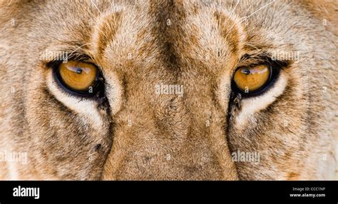 african lion eyes